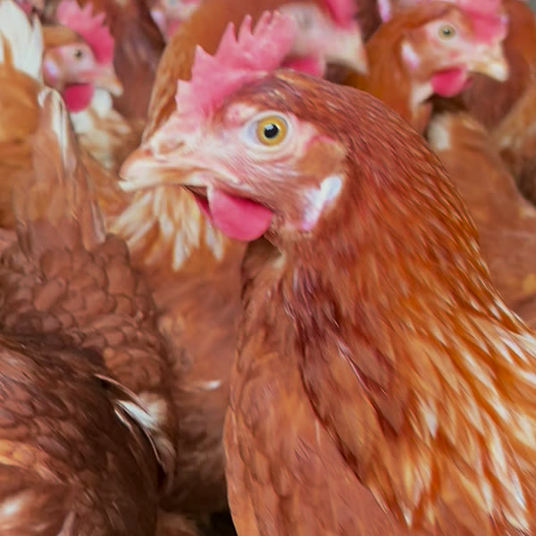 Le nostre galline nel nuovo allevamento, a terra
