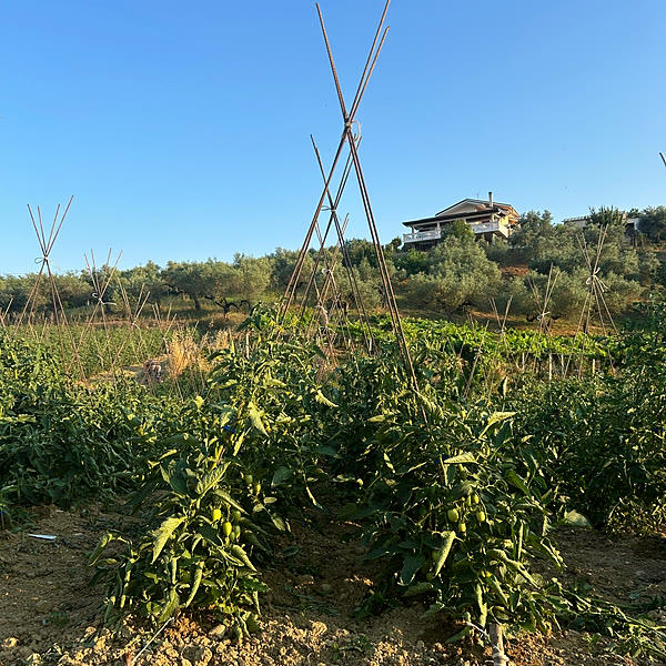 L'orto dell'azienda sulle colline di Pianella